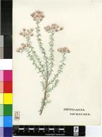 Metalasia muricata (L.) D.Don