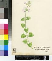 Stachys aethiopica L.