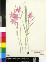 Hesperantha sp.