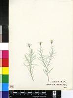 Athrixia angustissima DC.