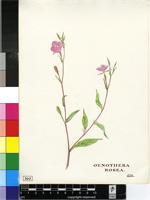 Oenothera rosea L'Hér. ex Aiton