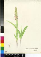Disa versicolor Rchb.f.