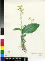 Liparis bowkeri Harv.