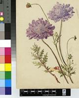 Scabiosa incisa Mill.