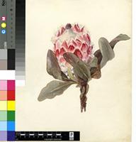 Protea barbigera Meisn.