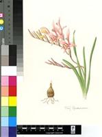 Gladiolus salteri G.J.Lewis