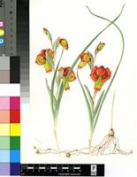 Gladiolus speciosus Thunb.