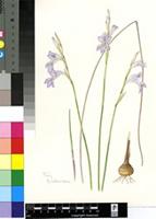 Gladiolus vaginatus F.Bolus