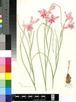 Gladiolus vigilans Barnard