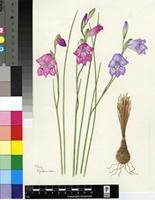 Gladiolus inflatus Thunb.
