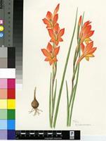 Gladiolus huttonii (N.E.Br.) Goldblatt & M.P.de Vos