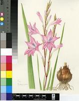 Gladiolus scabridus Goldblatt & J.C.Manning