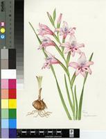 Gladiolus carneus D.Delaroche