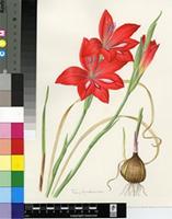 Gladiolus stefaniae Oberm.