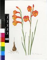 Gladiolus bonaspei Goldblatt & M.P.de Vos