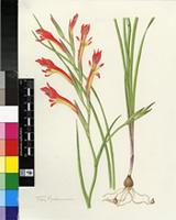 Gladiolus vandermerwei (L.Bolus) Goldblatt & M.P.de Vos
