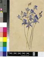 Disa graminifolia Ker Gawl. ex Spreng.