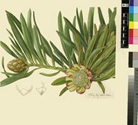 Protea tenax (Salisb.) R.Br.