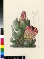 Protea eximia (Salisb. ex Knight) Fourc.