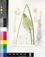 Bulbinella nutans (Thunb.) T.Durand & Schinz var. turfosicola P.L.Perry