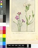 Dianthus sp.