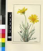 Euryops brevilobus Compton