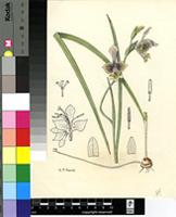 Gladiolus uysiae L.Bolus ex G.J.Lewis