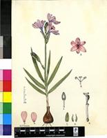 Babiana purpurea (Jacq.) Ker Gawl.