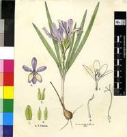 Babiana ambigua (Roem. & Schult.) G.J.Lewis