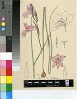 Gladiolus ornatus Klatt