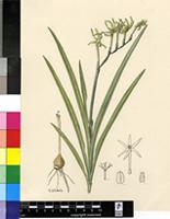 Lapeirousia sp.
