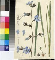 Aristea coerulea (Thunb.) Vahl