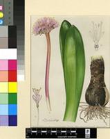 Haemanthus amarylloides Jacq. subsp. polyanthus Snijman
