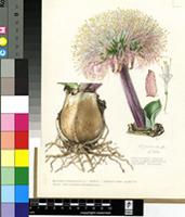 Haemanthus humilis Jacq. subsp. hirsutus (Baker) Snijman