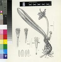 Haemanthus pauculifolius Snijman & A.E.van Wyk