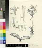 Strumaria salteri W.F.Barker