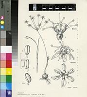 Hessea sp.