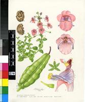 Diascia stachyoides Schltr. ex Hiern