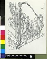 Serruria sp.