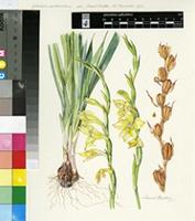 Gladiolus antholyzoides Baker