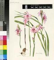 Gladiolus pavonia Goldblatt & J.C.Manning