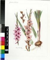 Gladiolus hollandii L.Bolus