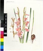 Gladiolus dolomiticus Oberm.