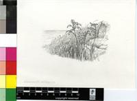 Chasmanthe aethiopica (L.) N.E.Br.