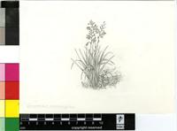 Crocosmia x crocosmiiflora (Lemoine) N.E.Br.