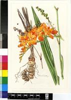 Crocosmia masoniorum (L.Bolus) N.E.Br.