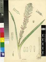 Lachenalia sp.