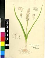 Lachenalia bachmannii Baker