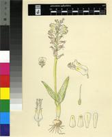 Lachenalia pustulata Jacq.