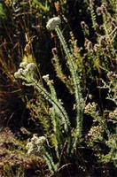 Selago corymbosa L.